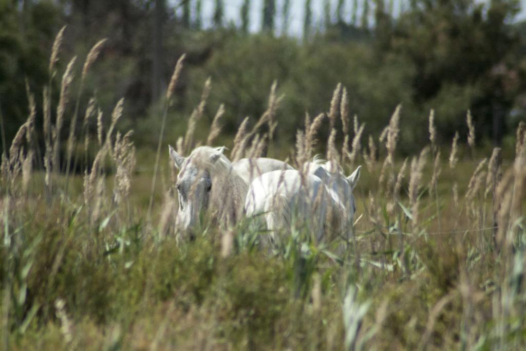 Bergerie D'Alivon En Camargue Bed & Breakfast Albaron Ngoại thất bức ảnh