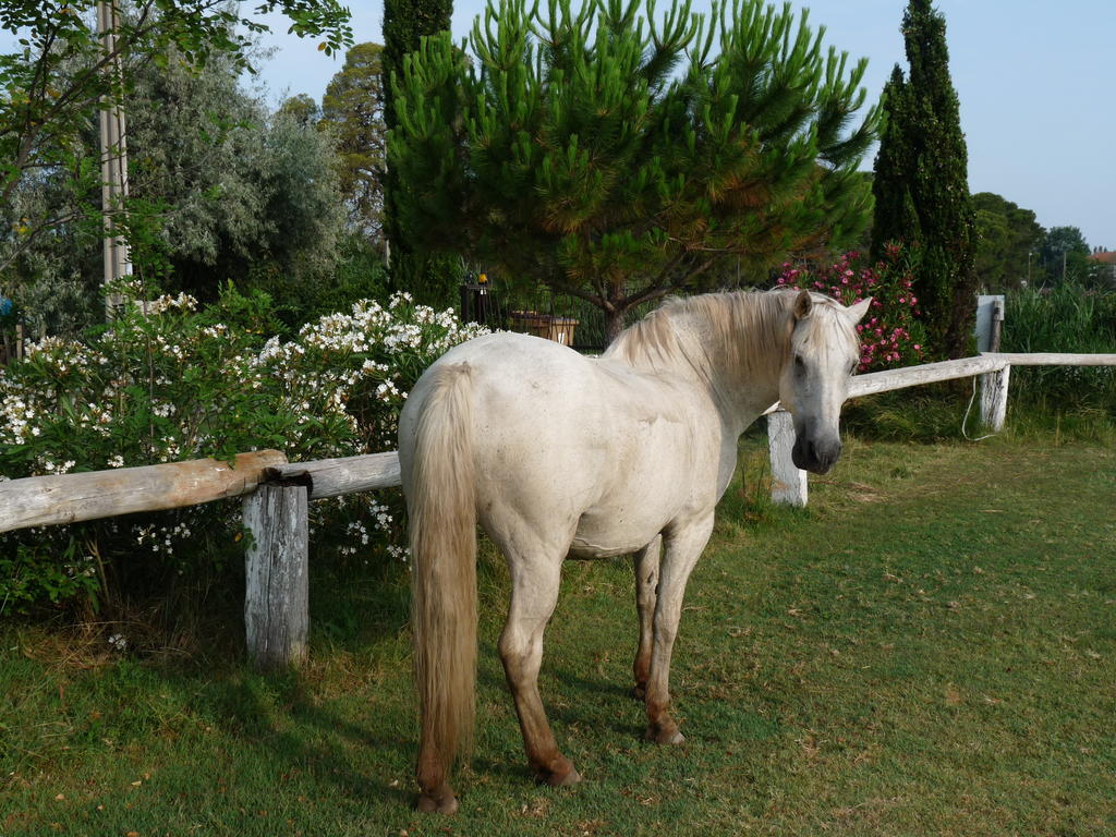 Bergerie D'Alivon En Camargue Bed & Breakfast Albaron Ngoại thất bức ảnh